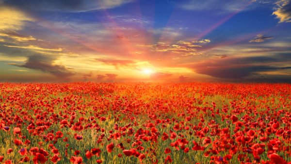 poppies-image poppies-image